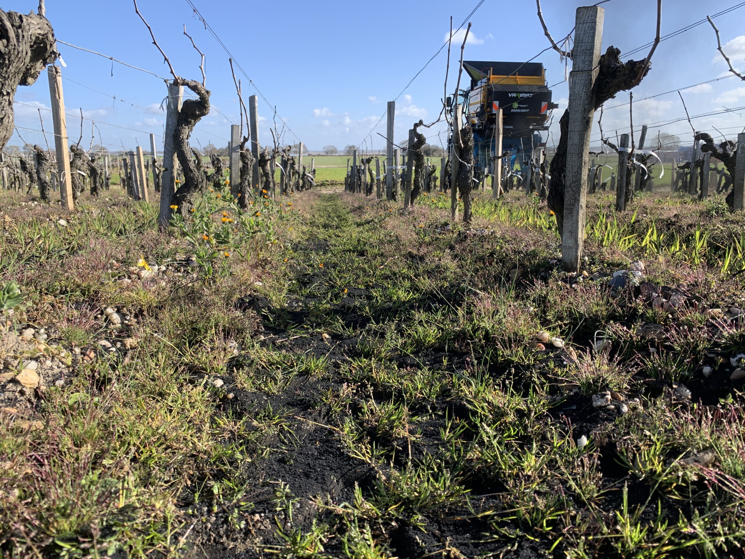 Utilisation du biochar dans un vignoble près de Bordeaux.